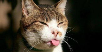 猫咪足部护理有什么妙招 猫咪足部护理有什么妙招