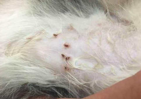 怎么判断猫咪身上有没有跳蚤？
