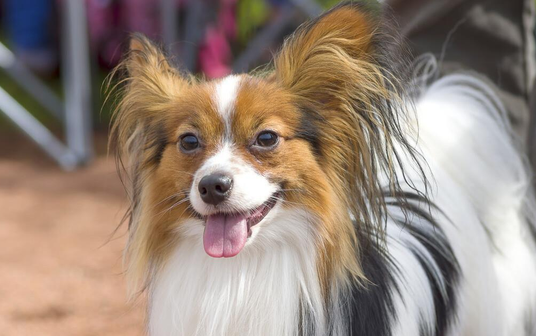养蝴蝶犬吉利吗 养蝴蝶犬吉利吗