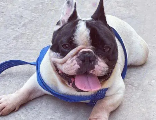 法斗犬和八哥犬区别