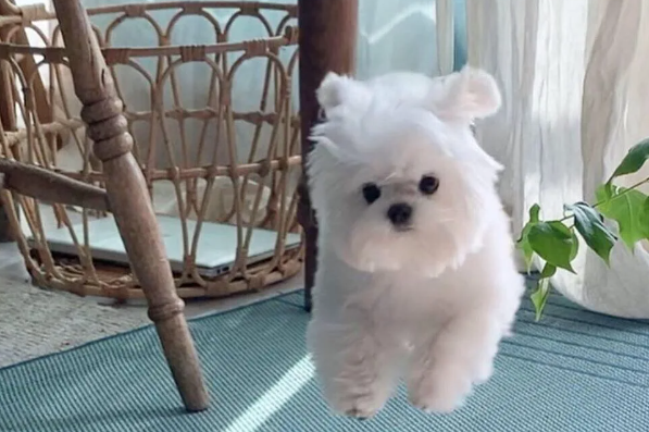 狗狗的心力衰竭的病因和症状表现有哪些？