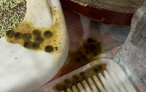 猫咪吐黄水第二天死了还能活过来吗？务必要知道