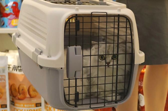 我的猫坐飞机死了