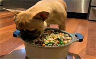 法斗幼犬如何吃狗粮视频教程