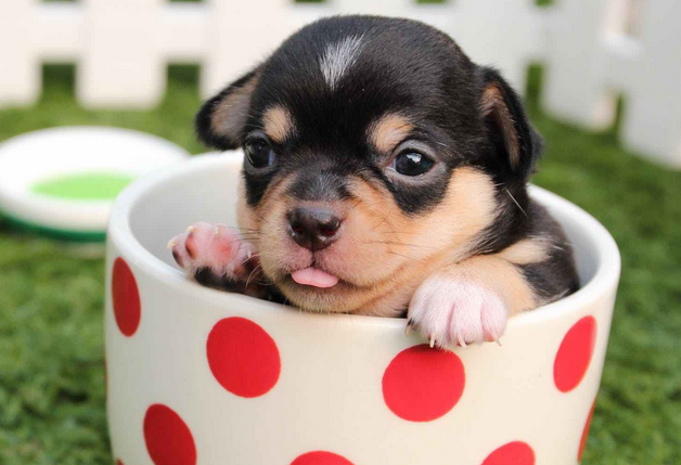 茶杯犬怎么培育出来的啊 茶杯犬怎么培育出来的啊