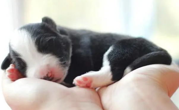 刚到家的幼犬必须注意什么？来get下吧