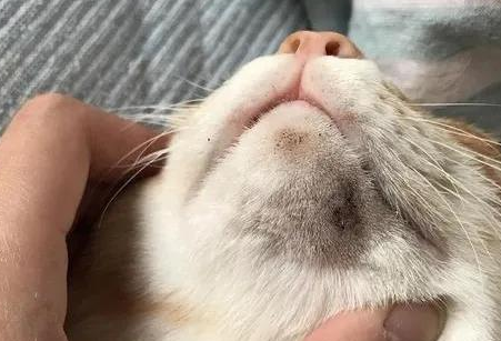 如何治疗猫猫粉刺？