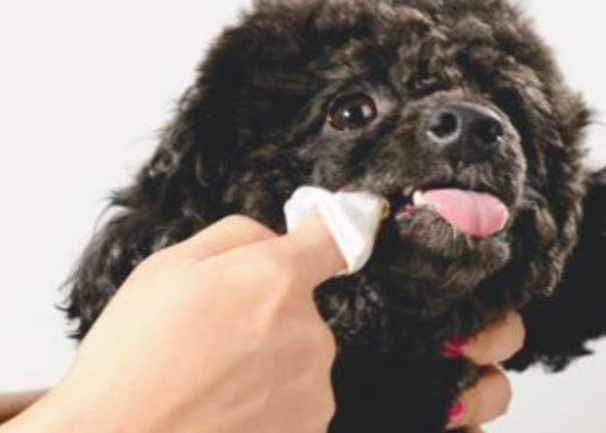 狗狗嘴边真菌怎么治疗
