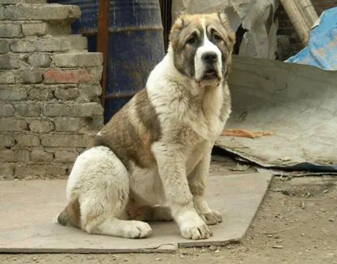 纯种中亚牧羊犬价格 图片