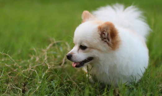 狗狗乳腺瘤必须摘除吗？