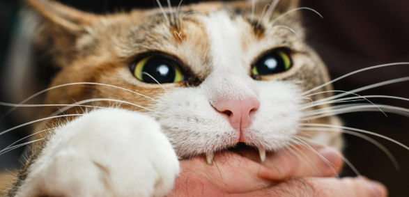 猫咪会有狂犬病吗？猫咪有狂犬病的症状！