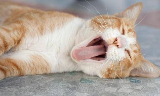 猫咪偶尔张嘴呼吸的原因