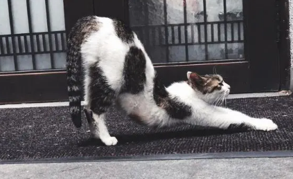 猫咪抬起屁股是怎么回事 猫咪抬起屁股是怎么回事