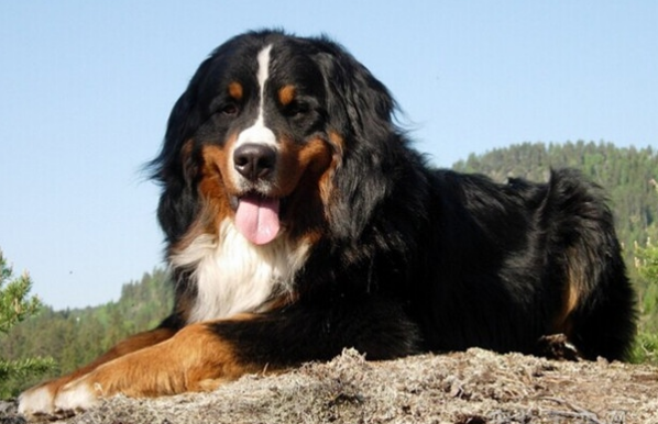 伯恩山犬的疫苗和驱虫时间、口腔护理是多长？来看看吧