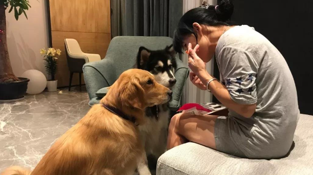 狗狗的这些动作,不是撒娇,是向你求救的信号 狗狗的这些动作,不是撒娇,是向你求救的信号