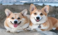 柯基幼犬如何喂养量