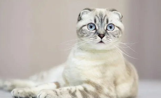 折耳猫耳朵立起的原因是什么? 折耳猫耳朵立起的原因是什么?