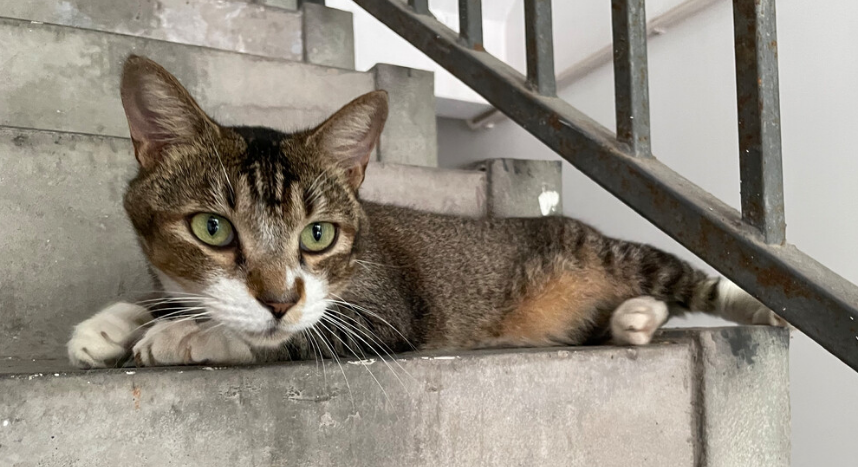 猫咪在楼道走丢,一般会去哪? 猫咪在楼道走丢,一般会去哪?