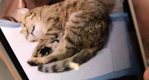 给宠物猫绝育的顾虑有哪些？