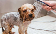 成犬断尾后多久能洗澡啊