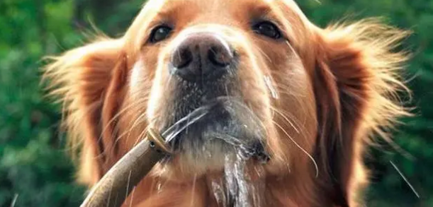 狗狗为什么不能吃自来水呢