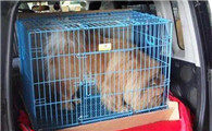 宠物火车托运需要什么手续