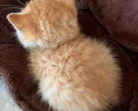 猫跑到你身边但是背对着你