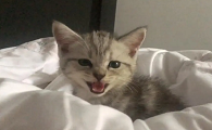 猫咪为什么晚上要叫唤