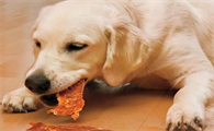 狗狗吃鸡胸肉的好处有哪些