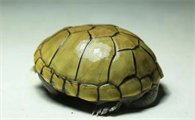 黄泽蛋龟母的为什么比公的贵