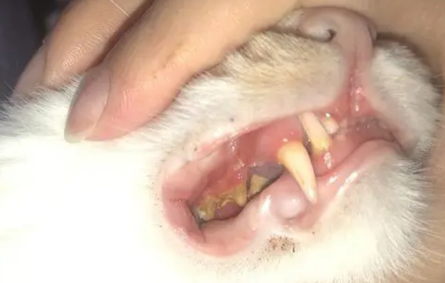 猫咪牙齿受伤症状 猫咪牙齿受伤症状