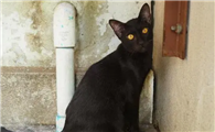 猫咪为什么坐在墙角叫