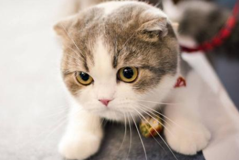 邓峰家的猫怎么买