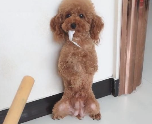 为何愈来愈多的人“弃养”泰迪犬?网民:我害怕了 为何愈来愈多的人“弃养”泰迪犬?网民:我害怕了