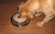 如何正确挑金毛犬狗粮视频