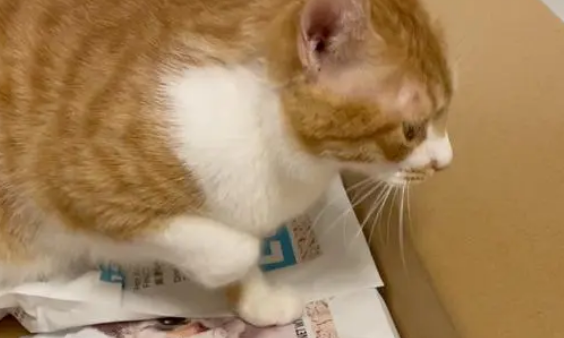 猫咪为什么爱咬纸壳呢