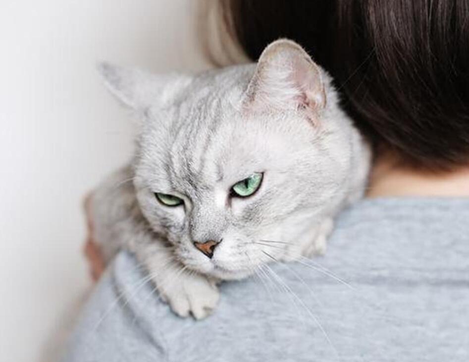 猫咪也会有抑郁症?猫咪抑郁症会有哪些表现?(猫咪会得抑郁症嘛) 猫咪也会有抑郁症?猫咪抑郁症会有哪些表现?(猫咪会得抑郁症嘛)