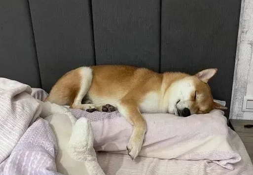 狗狗睡觉吐气特别重是为什么呢