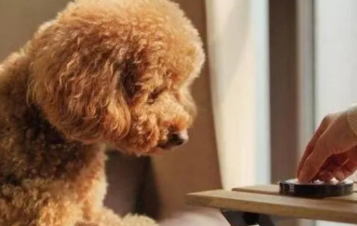 小泰迪犬怎么样喂养好