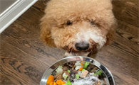 狗不吃狗粮如何自制食物呢