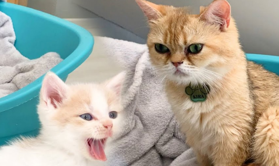 猫爸爸和猫女儿一起养