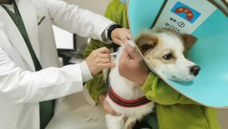 长兴岛有宠物医院吗