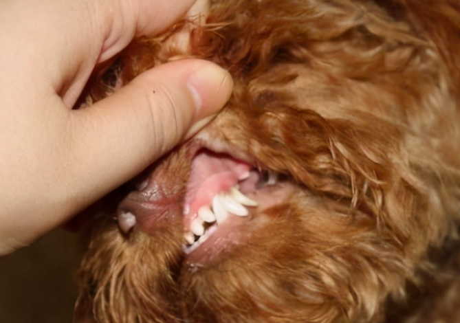 贵宾犬多久刷一次牙比较好