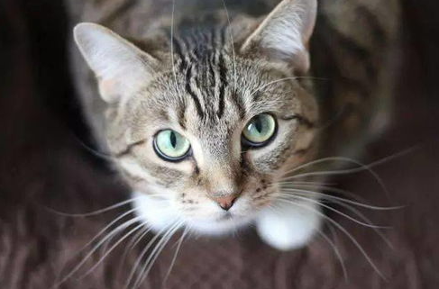 无线猫对人体有辐射吗