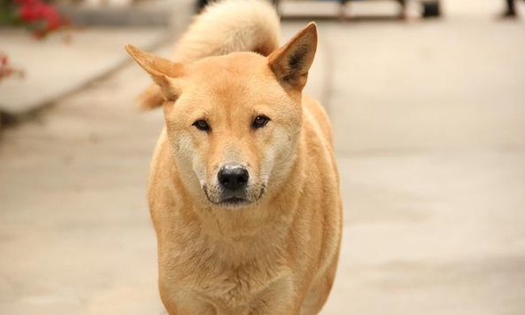 中华田园犬为什么禁养