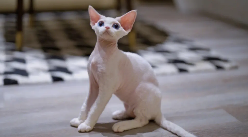 德文是哪个国家的猫 德文是哪个国家的猫
