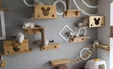 怎么在猫舍买猫 怎么在猫舍买猫