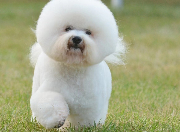 比熊犬图片纯种 比熊犬图片纯种