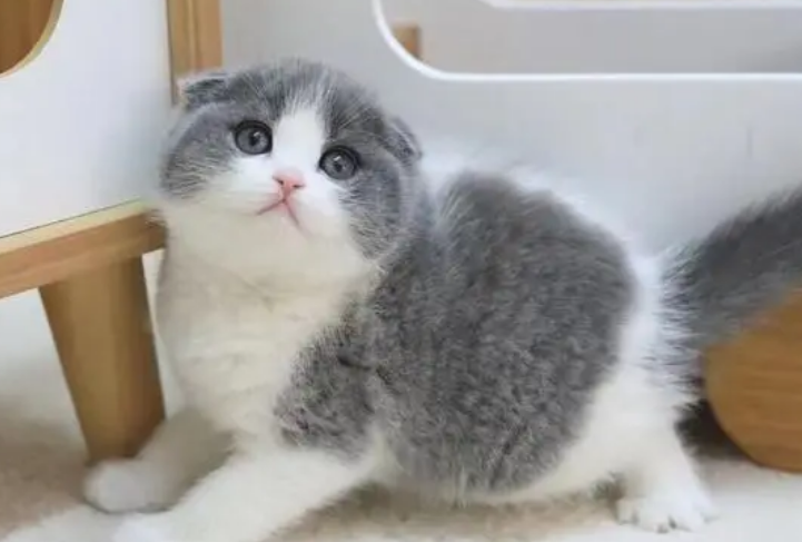 猫舍买只猫多少钱 猫舍买只猫多少钱