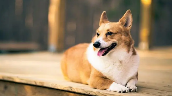 狗狗得湿疹会怎么样？